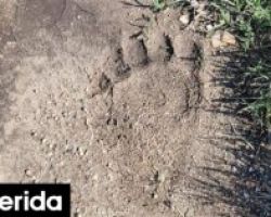 Αρκούδα κατέβηκε στις όχθες του Αξιού! Το μαρτυρούν τα ίχνη της