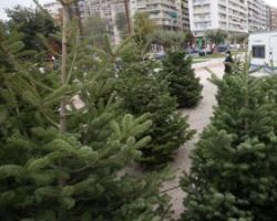 Περιζήτητα τα έλατα του Ταξιάρχη Χαλκιδικής σε Ελλάδα και εξωτερικό -Έχουν πάρει «φωτιά» οι παραγγελίες