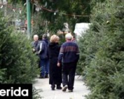 Ετοιμάζονται για τις γιορτές οι ελατοπαραγωγοί στον Ταξιάρχη -Πότε αρχίζει η πώληση των χριστουγεννιάτικων δέντρων, οι τιμές