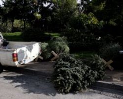 Τι γίνονται τα φυσικά έλατα όταν περάσουν οι γιορτές; Πρωτοποριακή δράση ανακύκλωσης, πού χρησιμοποιούνται