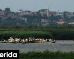Έβρος: Ανιχνεύτηκε ιός της γρίπης των πτηνών σε ημιθανή βουβόκυκνο