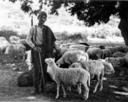 Ενίσχυση 200 ευρώ/ζώο, κατανομή βοσκοτόπων για γνήσιους βοσκούς.
