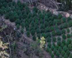Φυτεία με περισσότερα από 140 δενδρύλλια κάνναβης  εντοπίσθηκε στη Χαλκιδική