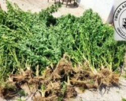 Σύλληψη για καλλιέργεια δενδρυλλίων κάνναβης