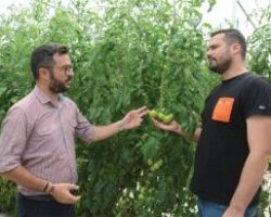 Με έμφαση στη ρίζα για ταχεία μεταφορά ασβεστίου και ανθεκτικότερο καρπό