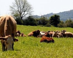 Ανάπτυξη της κτηνοτροφίας και της βιολογικής παραγωγής από τις χώρες της ΕΕ