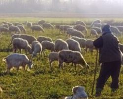 ΥπΑΑΤ: Παράταση στην εκπόνηση των διαχειριστικών σχεδίων βόσκησης