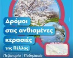 «Όταν ανθίζουν οι  κερασιές της Πέλλας»  Δράση πεζοπορίας και ποδηλασίας στις ανθισμένες κερασιές και τις πηγές του υγροβιότοπου  Άγρα-Βρυττών-Νησίου