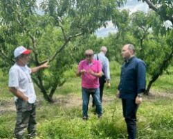 Λάκης Βασιλειάδης: Επίσκεψη στους παραγωγούς που επλήγησαν από τις χαλαζοπτώσεις και βροχοπτώσεις σε κοινότητες της Αλμωπίας