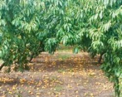 Κατάθεση Ερώτησης στον Υπουργό Αγροτικής Ανάπτυξης από τον Λάκη Βασιλειάδη για τις Βροχοπτώσεις του Αυγούστου 2024: «Είναι σημαντικό να μην ξεχνάμε τους ανθρώπους που στηρίζουν την αγροτική μας οικονομία με κάθε τρόπο και με κάθε κόστος»
