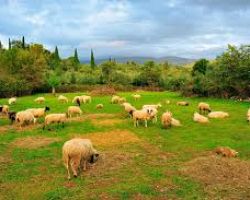 Νέα ενισχυμένη στήριξη των κτηνοτρόφων με 50% αύξηση της αποζημίωσης για ζωοτροφές