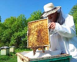 Ξεκίνησαν τα Προγράμματα Ενίσχυσης της Μελισσοκομίας