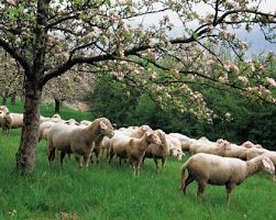 Κρούσμα καταρροϊκού πυρετού στη Σωτήρα Έδεσσας –  Προληπτικά μέτρα για τους κτηνοτρόφους