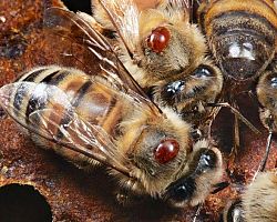 Συντονισμένη Καταπολέμηση Βαρροϊκής Ακαρίασης μελισσών
