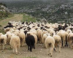 Πρόσθετη αποζημίωση 4,5 εκατ. € στους πληγέντες κτηνοτρόφους