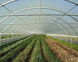 Τερματίζεται η χρήση του υποκαπνιστικού εδάφους διχλωροπροπένιο στις θερμοκηπιακές καλλιέργειες