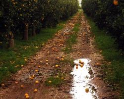 Γ. Σηφάκης : Η πολιτεία θα πράξει το καθήκον της – Χαλάζι σε όλη την Πέλλα- Μεγάλες ζημιές στις αγροτικές καλλιέργειες