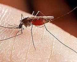 Επανάληψη ψεκασμών για τα κουνούπια στην Π. Πέλλα