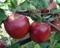 Ημερίδα για την καλλιέργεια της μηλιάς στη Νάουσα
