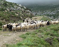 Σε κίνδυνο η κτηνοτροφική παραγωγή της χώρας τονίστηκε σε συνάντηση της ΕΝΠΕ με τον Σύνδεσμο Ελληνικής Κτηνοτροφίας