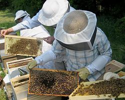 Ενημέρωση για τα προγράμματα Μελισσοκομίας 2015