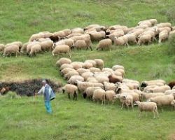 Σταμενίτης: «Ανοίγει το σύστημα για τις αιτήσεις άμεσης ενίσχυσης των  κτηνοτρόφων».