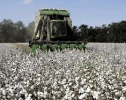 ΔΑΟΚ Πέλλας: Δελτίο Γεωργικών Προειδοποιήσεων στους βαμβακοπαραγωγούς