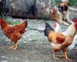 Ανακοίνωση Διεύθυνσης Κτηνιατρικής ΠΚΜ- Eνημέρωση πολιτών για τη γρίπη των πτηνών
