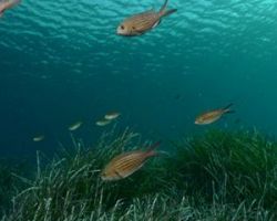 «Υπό πολιορκία» η Μεσόγειος: Χάνονται τα ψάρια της – Τι συμβαίνει με το Ιόνιο