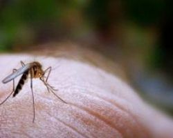 Προληπτικά μέτρα για τα κουνούπια προτείνει το ΚΕΕΛΠΝΟ