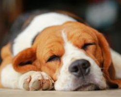 Ανησυχία στην Εδεσσα: Μπαράζ δηλητηριάσεων σκύλων στο κέντρο της πόλης