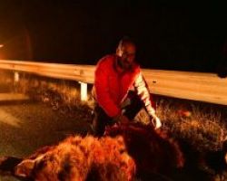 Νέο τροχαίο ατύχημα με αρκούδα στην Εγνατία Οδό