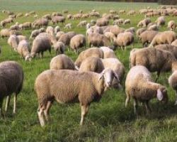 Τζάκρη – Ερώτηση στη Βουλή για τη λήψη μέτρων στήριξης των κτηνοτρόφων