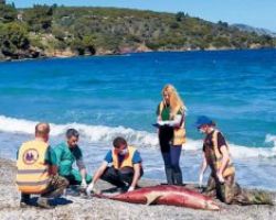 Νεκρά δελφίνια κατά την τουρκική άσκηση στο Αιγαίο