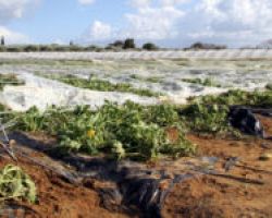 Σκρέκας: Με γοργούς ρυθμούς η καταγραφή ζημιών στις καλλιέργειες, σε περιοχές που κηρύχθηκαν σε έκτακτη ανάγκη