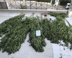 Συνελήφθησαν δύο άτομα στη Χαλκιδική για καλλιέργεια 15 δενδρυλλίων κάνναβης