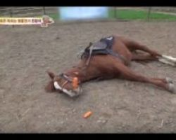 Άλογο γεννημένο… κωμικός: Δεν θέλει να τον ιππεύουν και το δείχνει με κάθε τρόπο