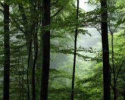 Καρασμάνης: Με πράξη νομοθετικού περιεχομένου, παρέχεται διευκόλυνση στην προσαρμογή των δασικών συναιταιρισμών
