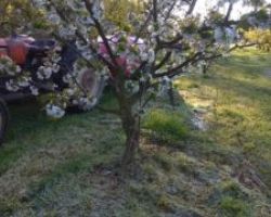 Πάγωσαν οι κερασιές στους Νομούς Πέλλας και Ημαθίας απο τον παγετό της Μ.Πέμπτης 16ης  Απριλίου 2020 (ΒΙΝΤΕΟ)