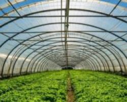 ζάκρη – Ερώτηση στη Βουλή για τη λήψη μέτρων στήριξης των καλλιεργητών θερμοκηπιακών προϊόντων