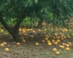 ΑΣ Ημαθίας: Άμεση παρέμβαση της πολιτείας και καταβολή στρεμματικής ενίσχυσης στους ροδακινοπαραγωγούς