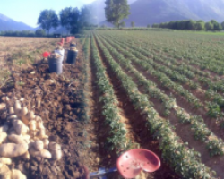 Σταμενίτης: «Καταβάλλεται μέχρι τέλος του έτους η έκτακτη ενίσχυση για την ανοιξιάτικη πατάτα»