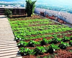 Δράσεις αστικής γεωργίας στην Περιφέρεια Κεντρικής Μακεδονίας στο πλαίσιο του ευρωπαϊκού έργου “CityZen”