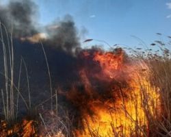 ΚΟΙΝΩΝΙΑ ΣΕ ΚΙΝΗΣΗ : Διαρκές έγκλημα η καύση των καλαμιώνων στη Βεγορίτιδα