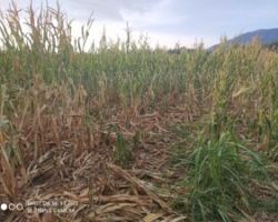 Μεγάλες ζημιές από αγριόχοιρους κ ξηρασίας στην Πέλλα
