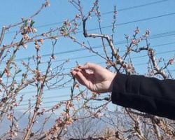 Κατατέθηκε στη Βουλή η ρύθμιση για τις πληρωμές του παγετού «Άνοιξη 2021»- Ξεκινούν οι προκαταβολές