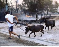 Φωτιά στη Βαρυμπόμπη: 250 άλογα τη νύχτα μεταφέρθηκαν στο Μαρκόπουλο