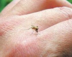 10η Εβδομάδα Προγράμματος Δράσεων Καταπολέμησης Κουνουπιών