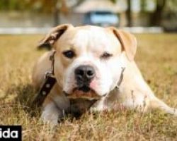 Λάρισα: Πρόστιμο 1.500 ευρώ σε 62χρονο για κλωτσιά σε σκύλο