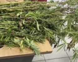 Συνελήφθη άτομο στην Πιερία για καλλιέργεια δενδρυλλίων κάνναβης